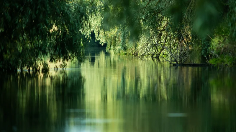 Energiearbeit & emotionale Regulation