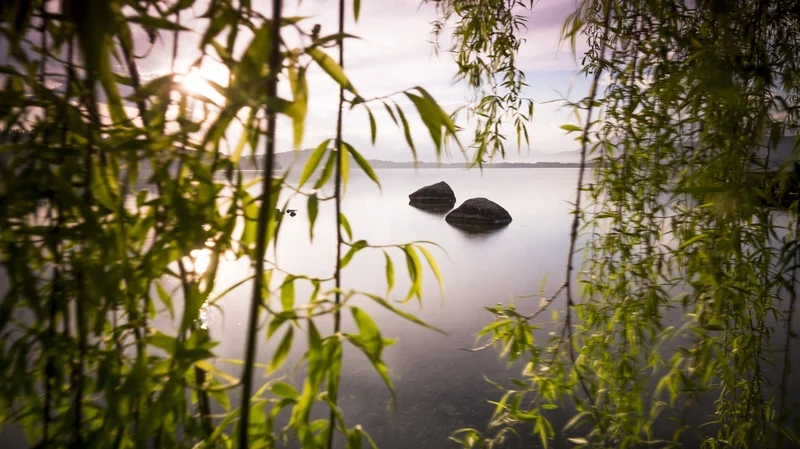 Darmgesundheit & Regulation